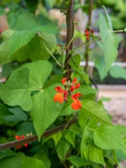 Jardin Tower 11 Jardin Tower -Gardeners Sales Store 3 4 crop 8612997 0059