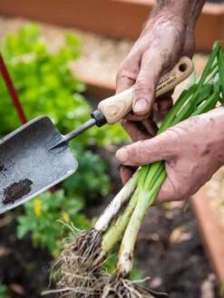Gardener's Lifetime Trowel -Gardeners Sales Store 8586972 3286 tif