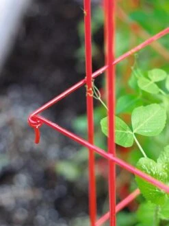 Tall Expandable Pea Trellis -Gardeners Sales Store 8587061 010 tif