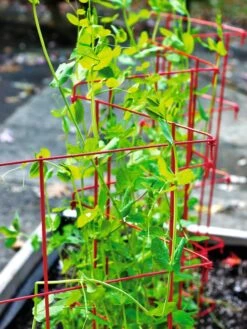 Expandable Pea Trellis -Gardeners Sales Store 8587061 100 tif
