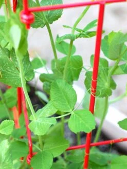 Tall Expandable Pea Trellis -Gardeners Sales Store 8587061 101 tif 1