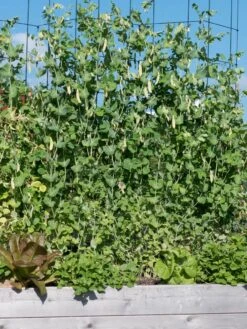 Tall Expandable Pea Trellis -Gardeners Sales Store 8587062 6042 tif