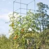 Mammoth Tomato Towers, Set Of 2 -Gardeners Sales Store 8595740 4437 tif