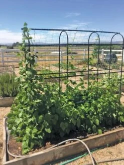 Titan Pea Tunnel -Gardeners Sales Store 8596275 01CUST tif