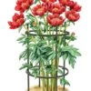 Titan Peony Supports, Medium, Set Of 2 -Gardeners Sales Store 8599858 0001 art tif