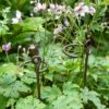 Arden Single Stem Supports, Set Of 2 1 Arden Single Stem Supports, Set Of 2 -Gardeners Sales Store 8609887 8022 tif