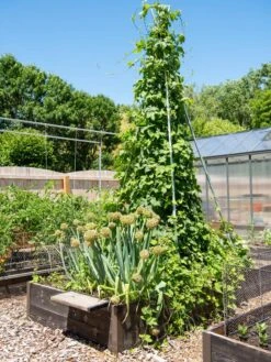 DIY Connector For Teepee Trellis -Gardeners Sales Store 8611896 6505 tif
