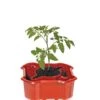 Deluxe Tomato Halos, Set Of 2 -Gardeners Sales Store 8612045 2009 tif