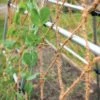 Coco Trellis Netting, 4' X 15' 1 Coco Trellis Netting, 4' X 15' -Gardeners Sales Store 8612050 1124 tif