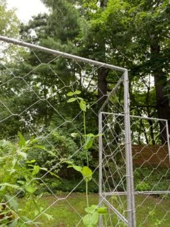 Chicken Wire Pea Trellis 20 Chicken Wire Pea Trellis -Gardeners Sales Store 8612718 7302