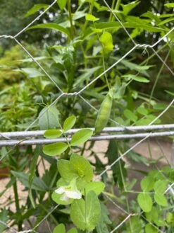 Chicken Wire Pea Trellis 18 Chicken Wire Pea Trellis -Gardeners Sales Store 8612718 7307