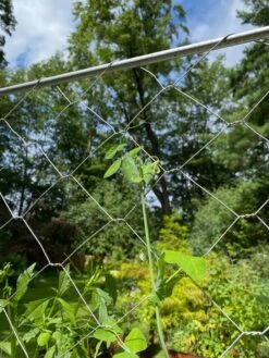 Chicken Wire Pea Trellis 19 Chicken Wire Pea Trellis -Gardeners Sales Store 8612718 7311
