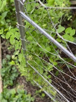 Chicken Wire Pea Trellis 17 Chicken Wire Pea Trellis -Gardeners Sales Store 8612718 7312