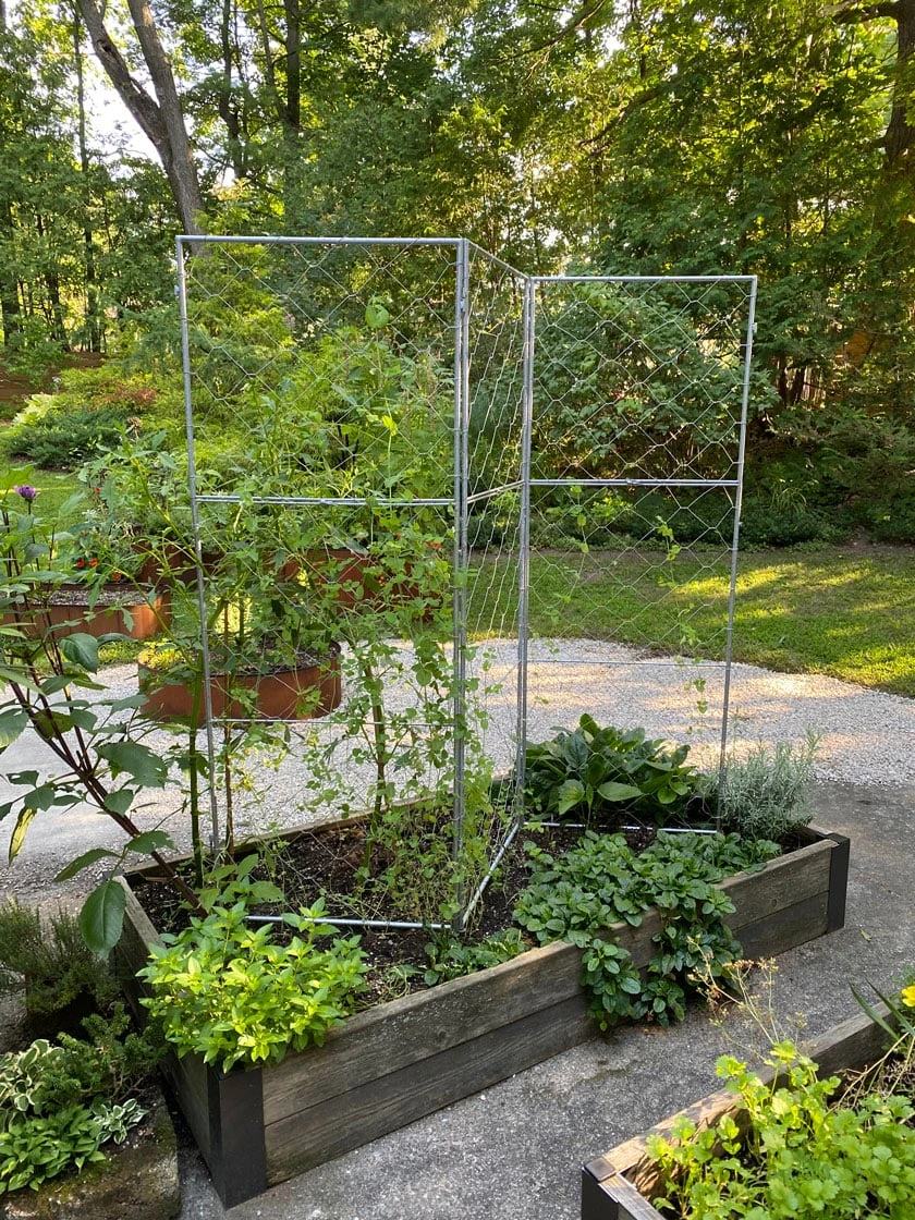Chicken Wire Pea Trellis 3 Chicken Wire Pea Trellis