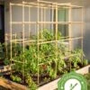 Tomato Six Pack Support -Gardeners Sales Store 8613143 23